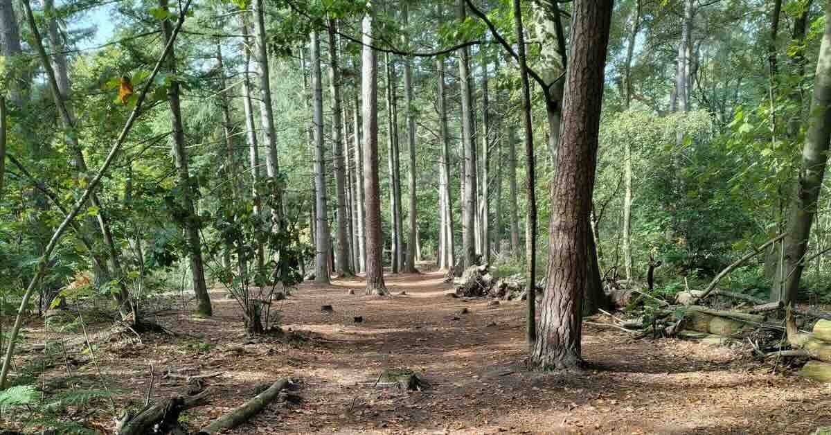 A cleared path in a forested area