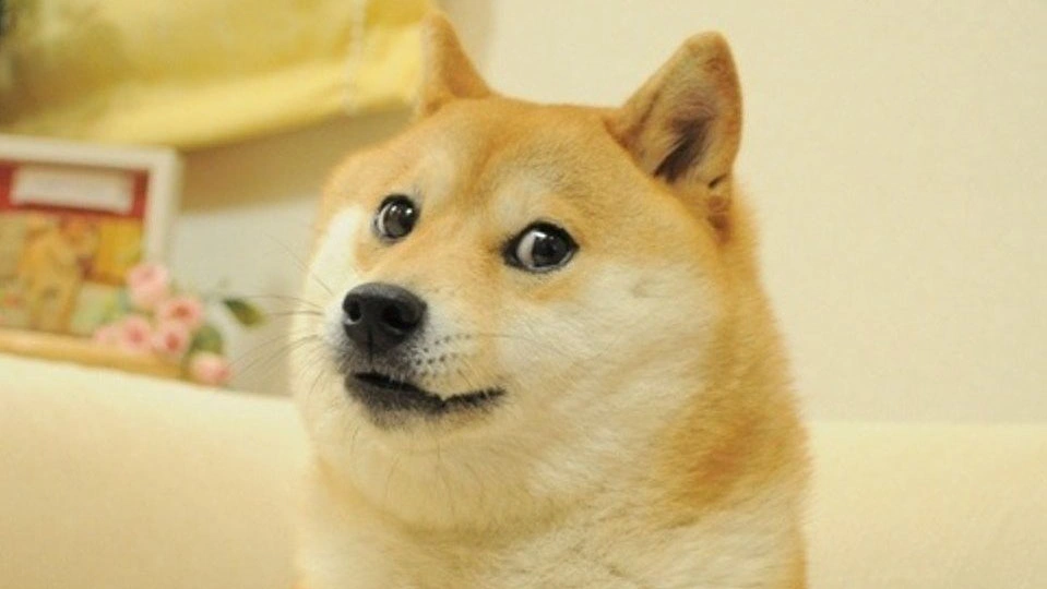 dogememeclean.webp