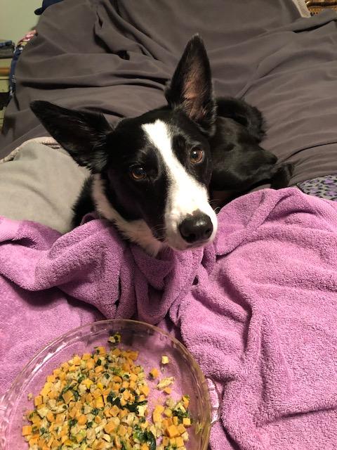 The Best Food for Border Collies