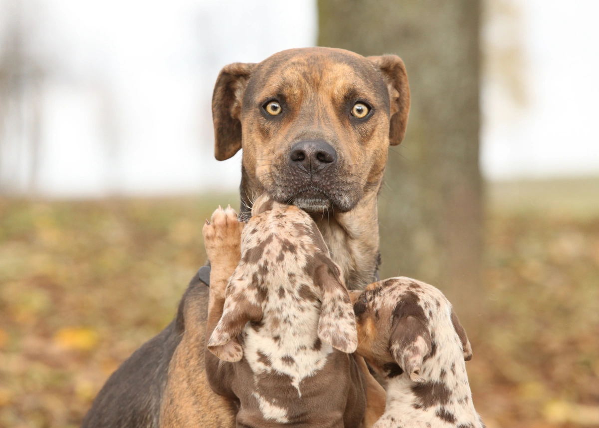 catahoulaleoparddog.webp