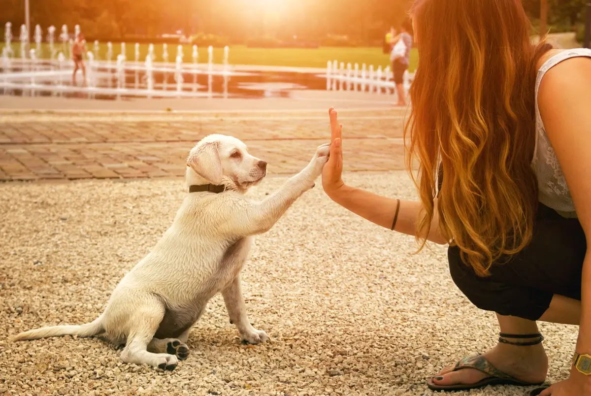 puppy.highfive (1).webp