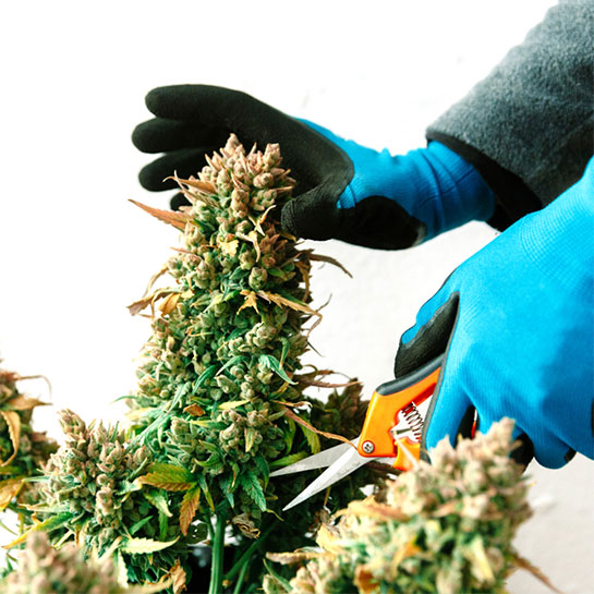 When and How to Harvest Marijuana | MAMA'S GANJA