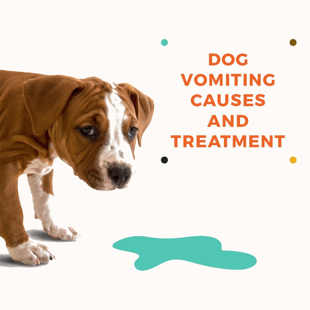 Causes of Dog Vomiting and Dog Vomit Color Guide Nom Nom