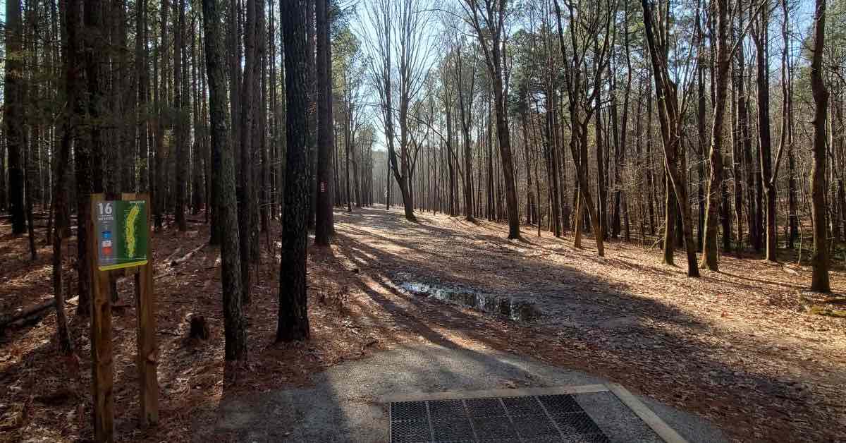 A wooded disc golf fairway through a forest of spindly trees
