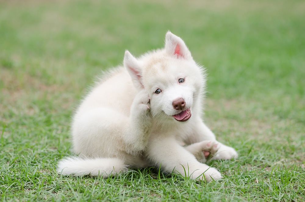 dog treats for dogs with food allergies