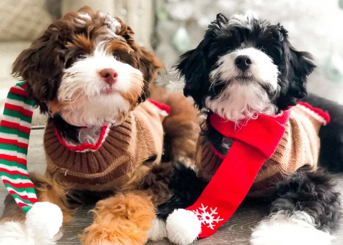 dogchristmasscarves (1).webp