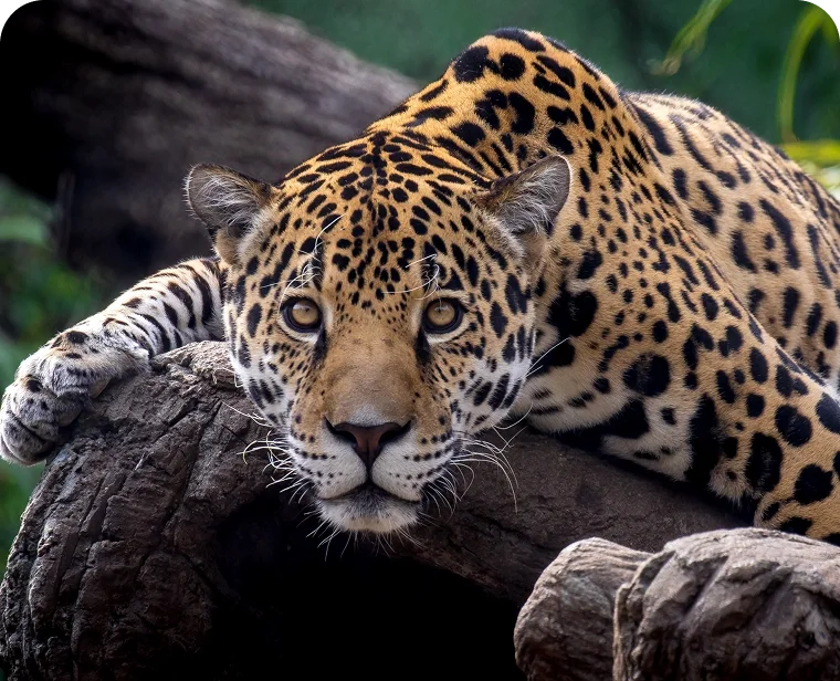 Birmingham Zoo
