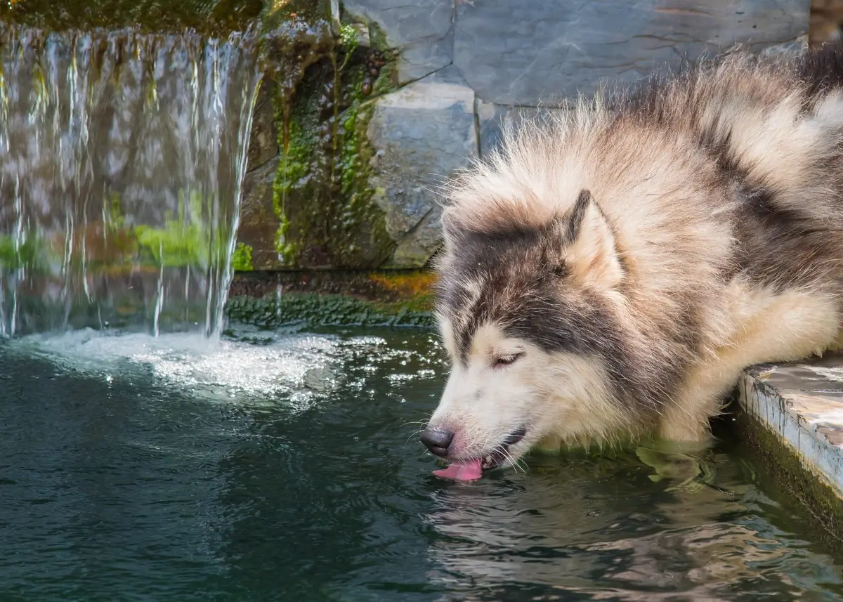 A Siberian Husky drinks water from a creek with a small waterfall