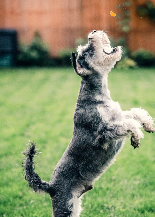minischnauzerjumping.webp
