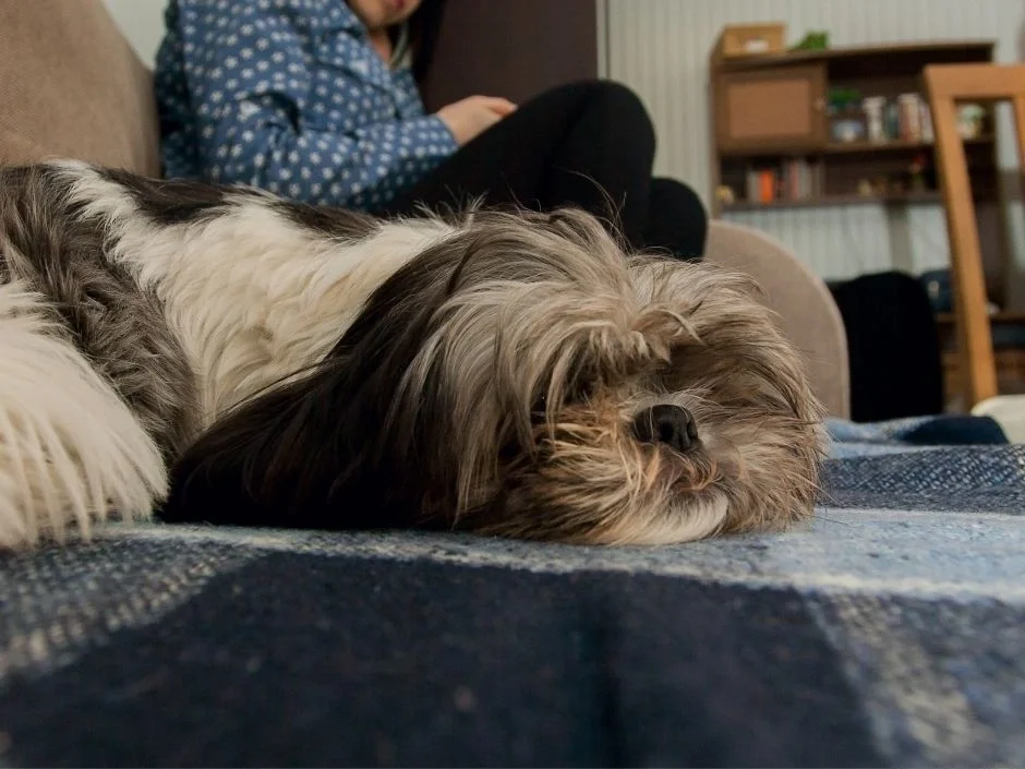 Shih Tzu lying relaxed on a blanket on a couch in an apartment interior with an owner sitting in the background