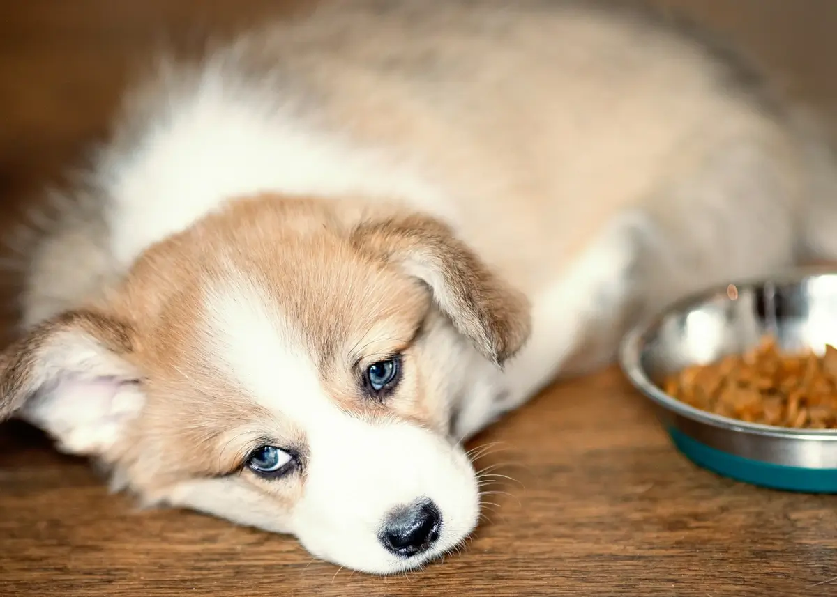 A sad puppy lies down next to a full food bowl