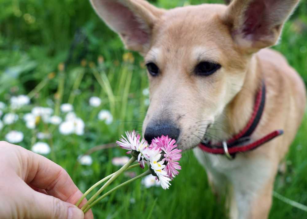a dog sniffs a flower