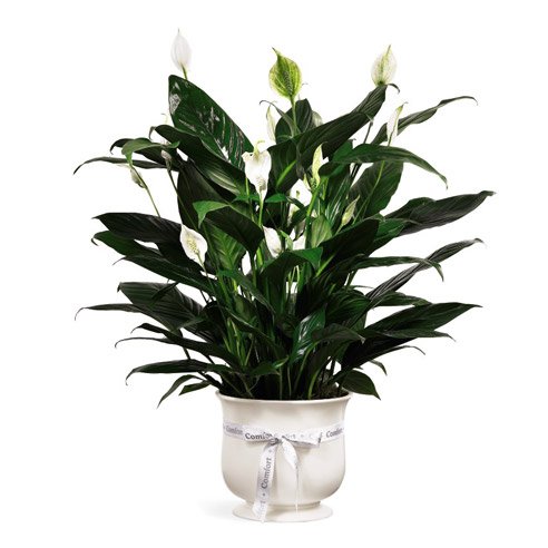 Pets for plant delivery calla lily plant gift