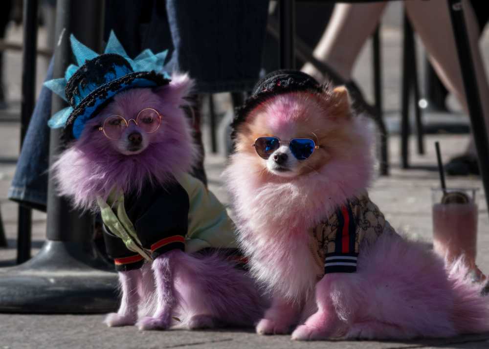 Furry dogs with dyed pink fur wearing accessories