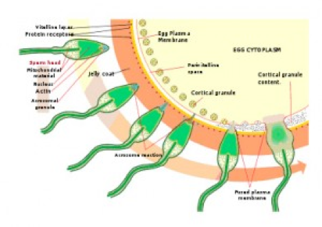 Diagram of how sperm penetration