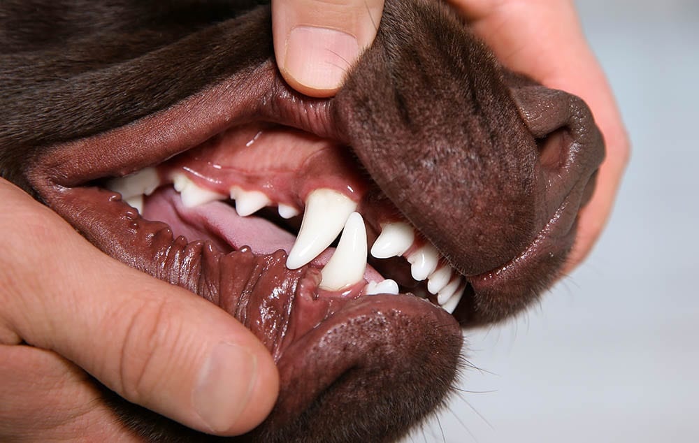 Easy way to store clean dogs teeth