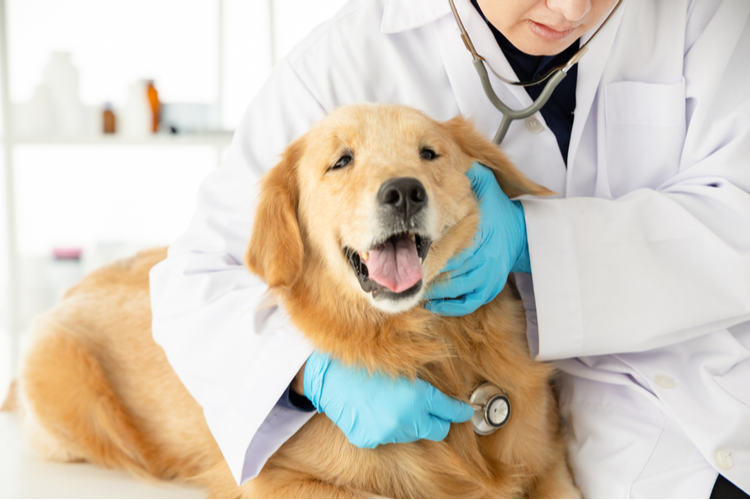 vet care provided with a title loan