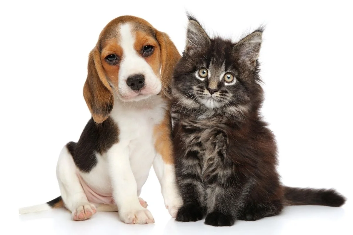 Beagle puppy and fluffy gray kitten sitting side by side against a white background