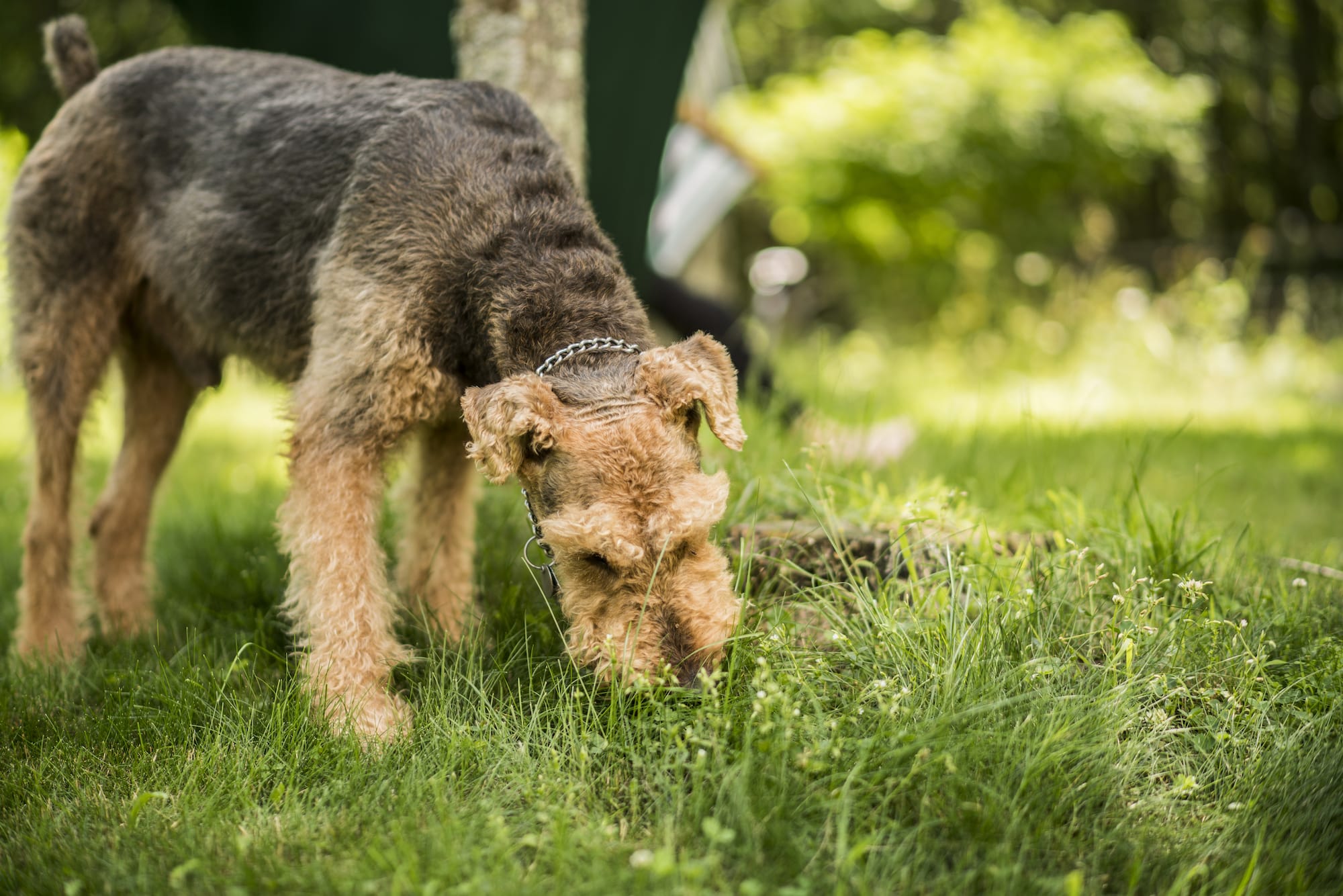 can dogs digest hair