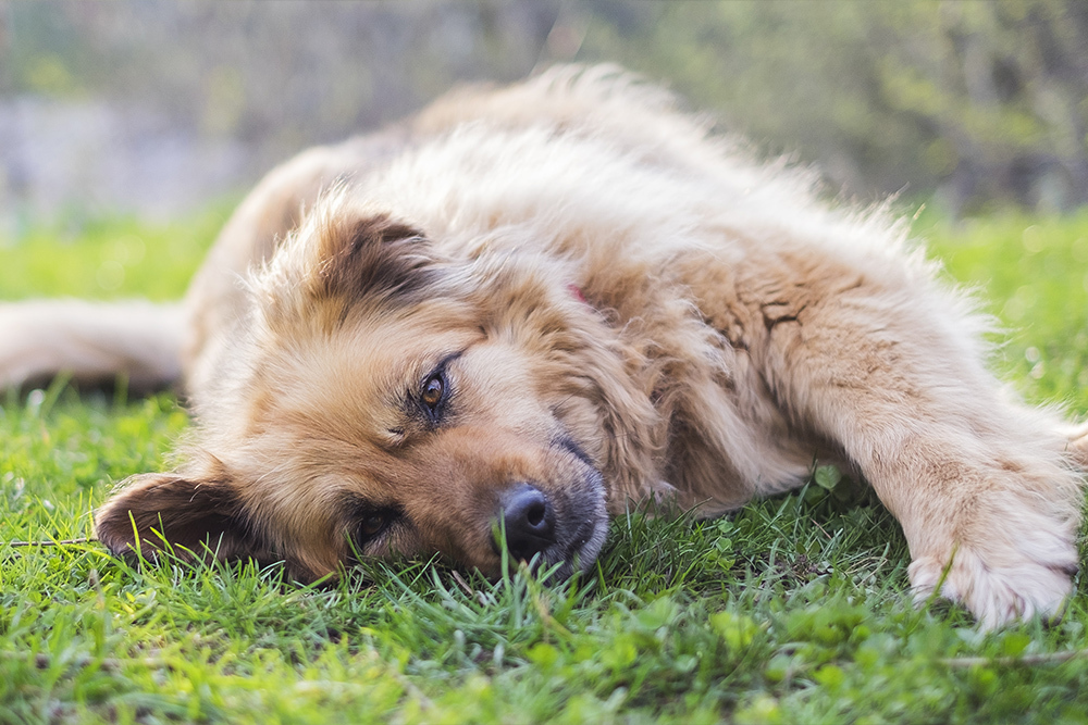 can lack of exercise cause constipation in dogs