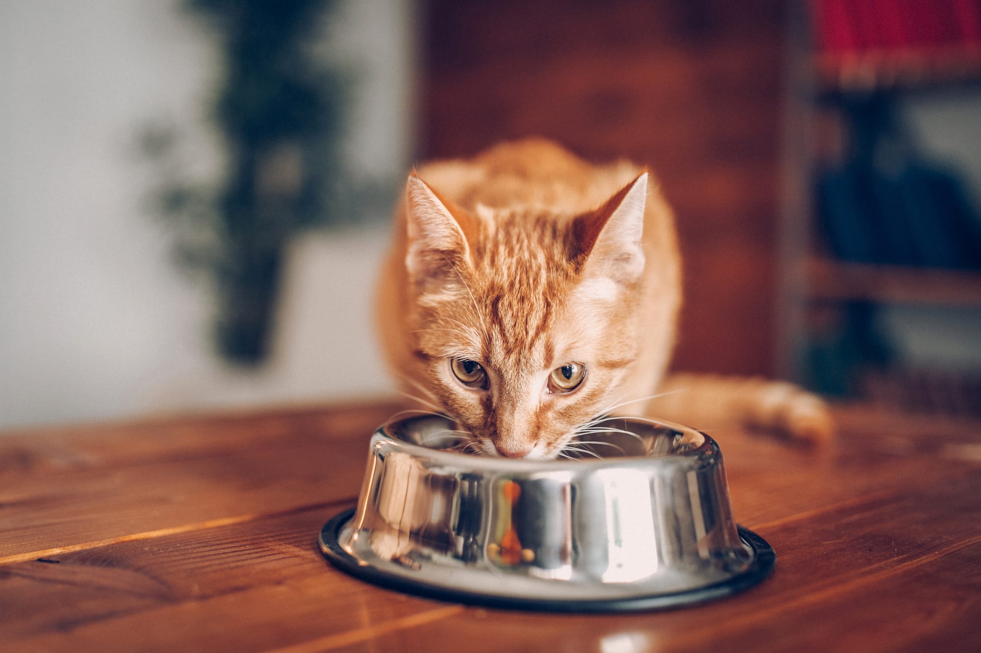 cat feeding schedule