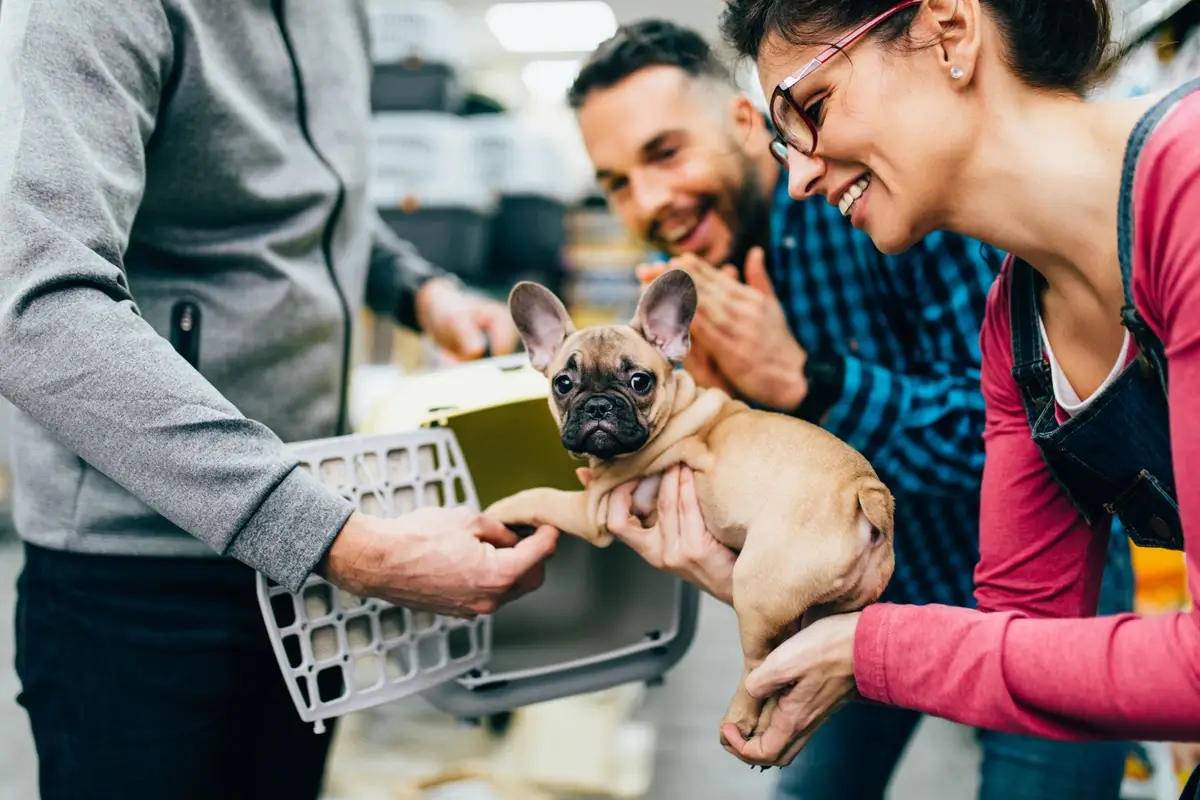 A happy family gathers around a French Bulldog about to get in a small crate for travel