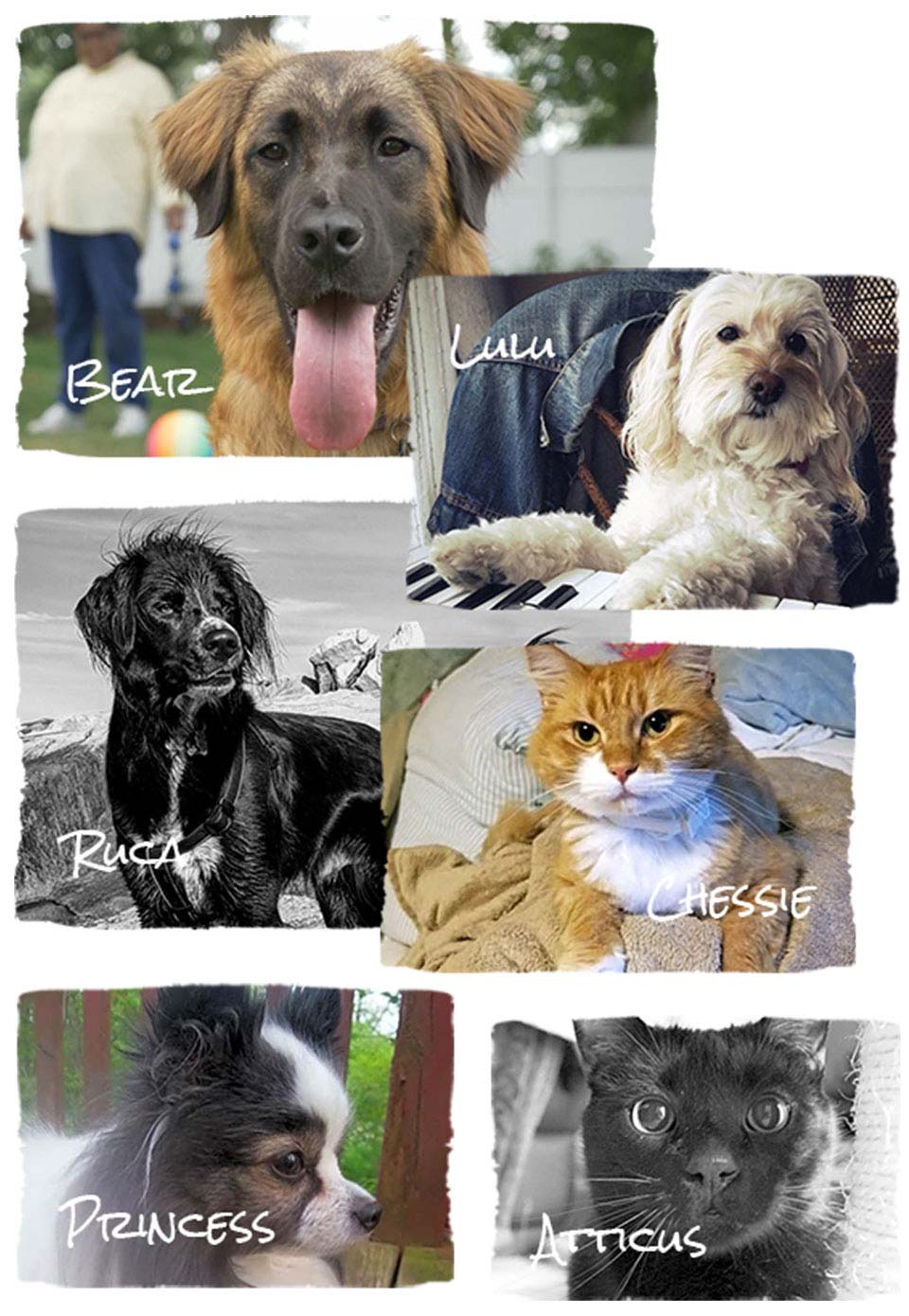 Crowdfunding & Charity Solutions for Your Pets' Health