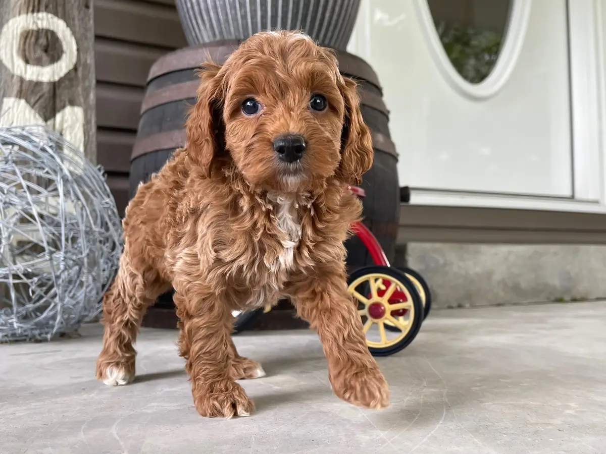 red and white F1B Mini Goldendoodle puppy stands and faces the camera