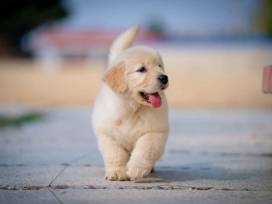 healthy golden retriever puppy running outdoors tongue out representing full recovery after parvo treatment