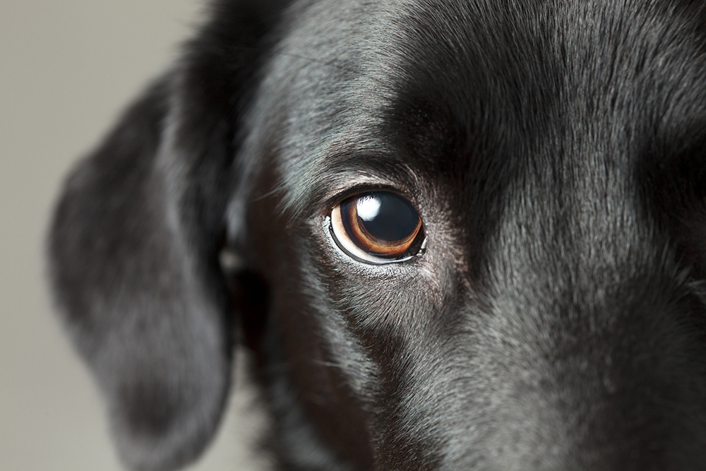 Common Causes of Dog Losing Hair Around Eyes Petsmart