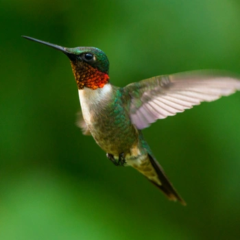 Alabama Birds Ruby-throated Hummingbird