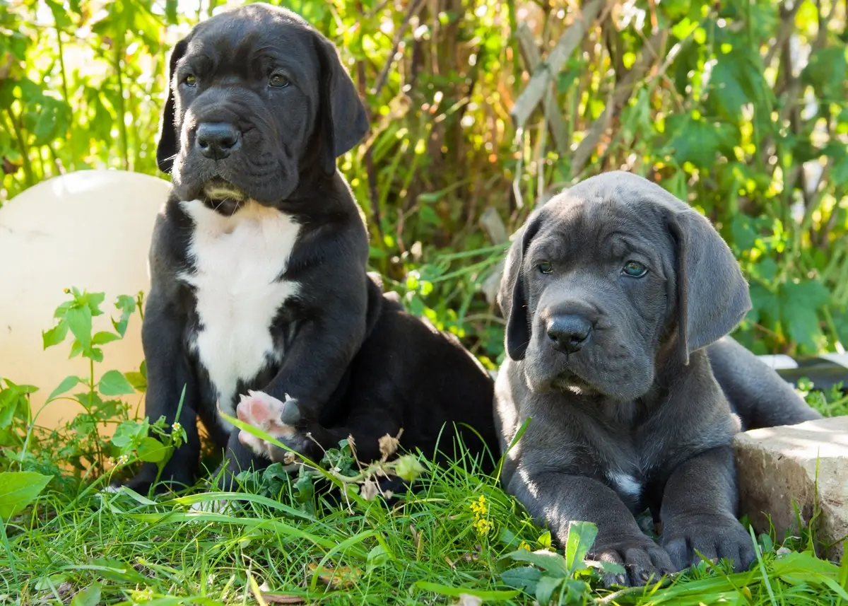 one black and white and one gray great dane puppies sit in a grassy field