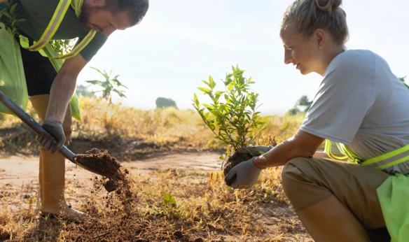 Two people planting a tree