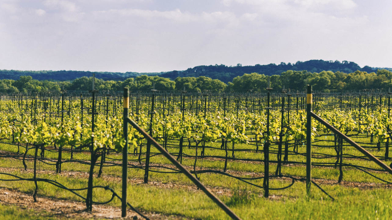 Best Hill Country Wineries Near Austin