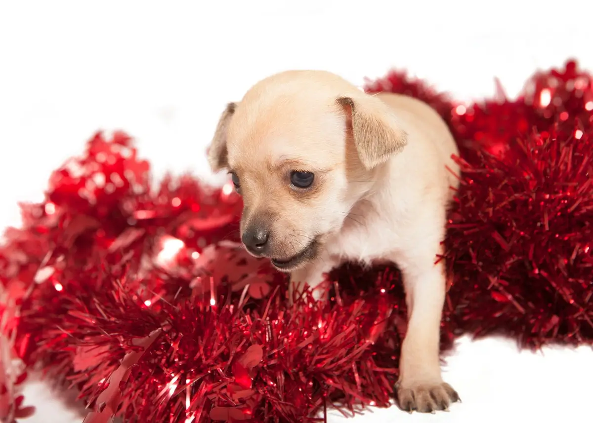 puppy.tinsel (1).webp