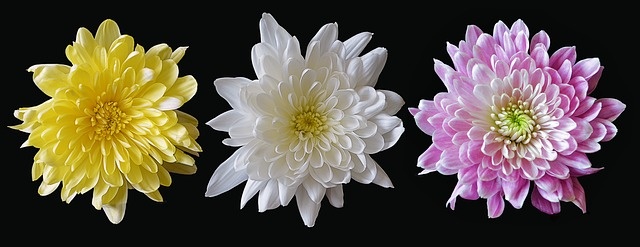 three chrysanthemums side by side