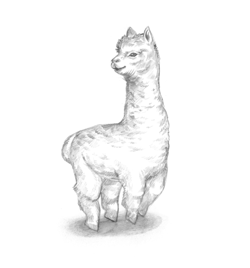 realism realistic style alpaca hand drawn