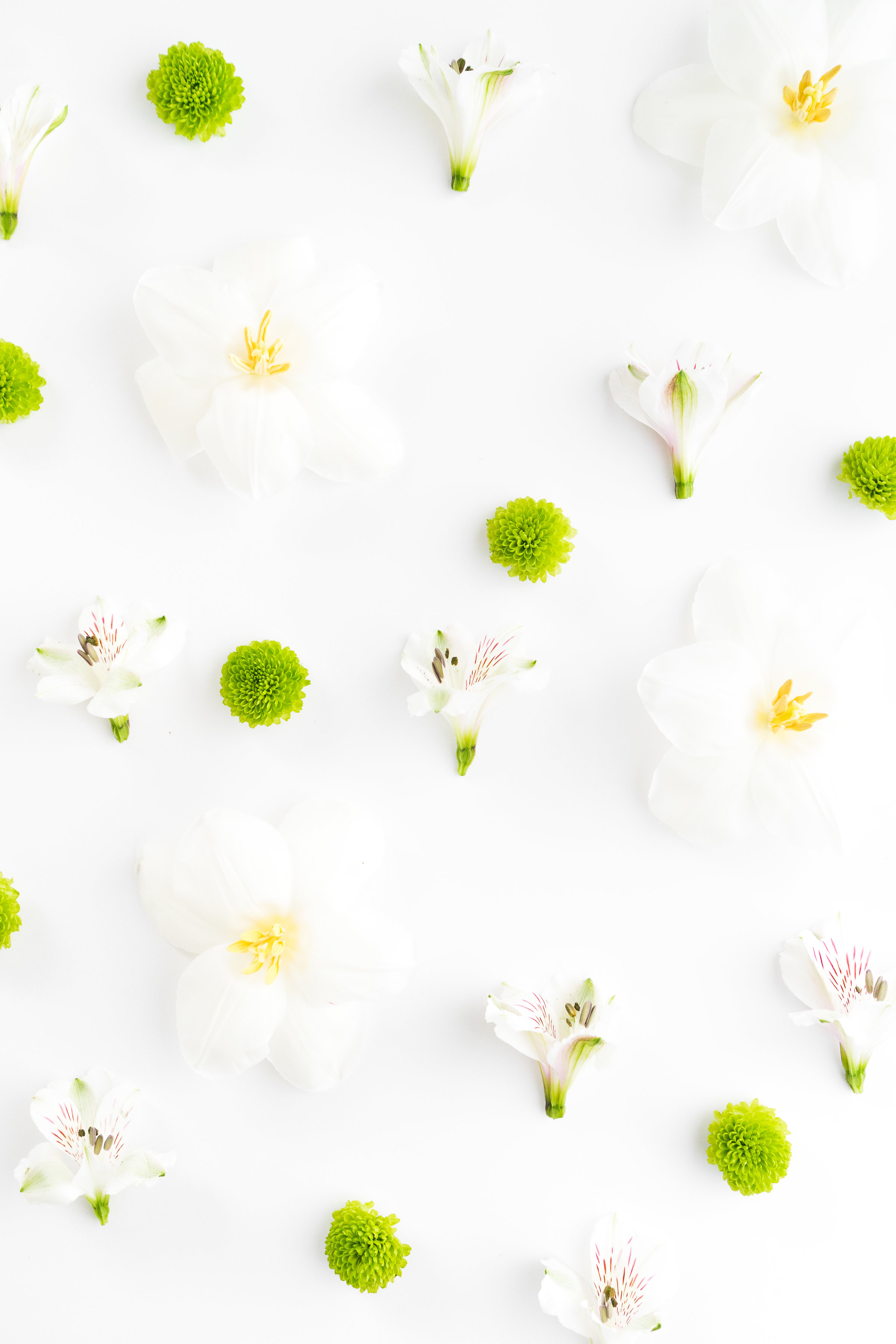 Flat lay of daisies 