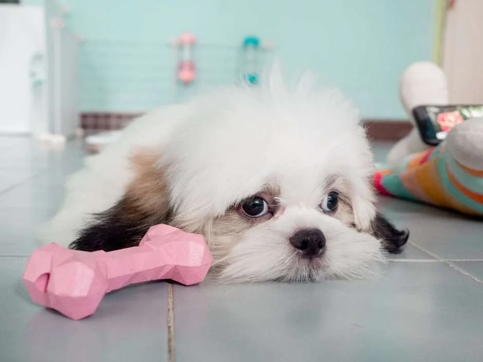 lethargic Shih Tzu puppy lying on floor next to toy showing signs of illness consistent with parvo symptoms