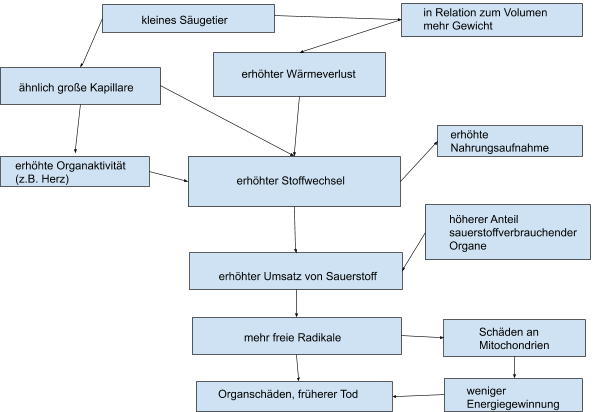 Wirkungsschema - Warum leben große Säugetiere länger als kleine?