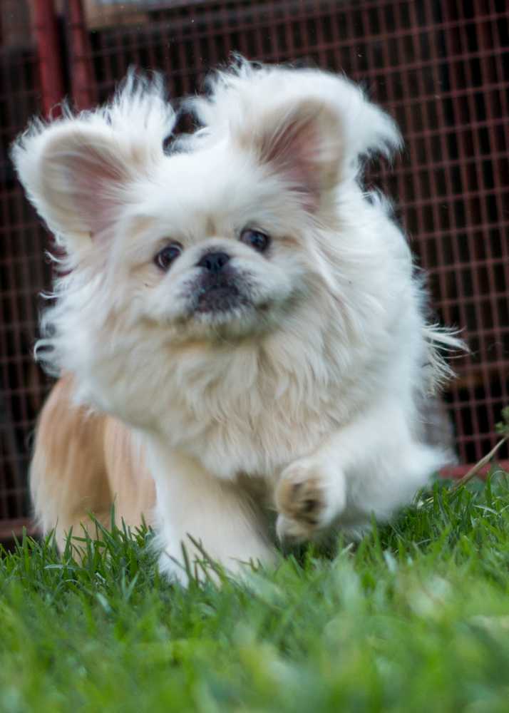 pekingeseactivity.jpg