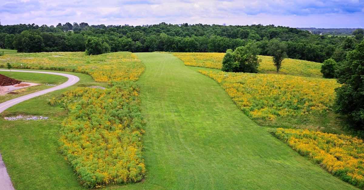 A well-mown fairway with sunflowers as rough