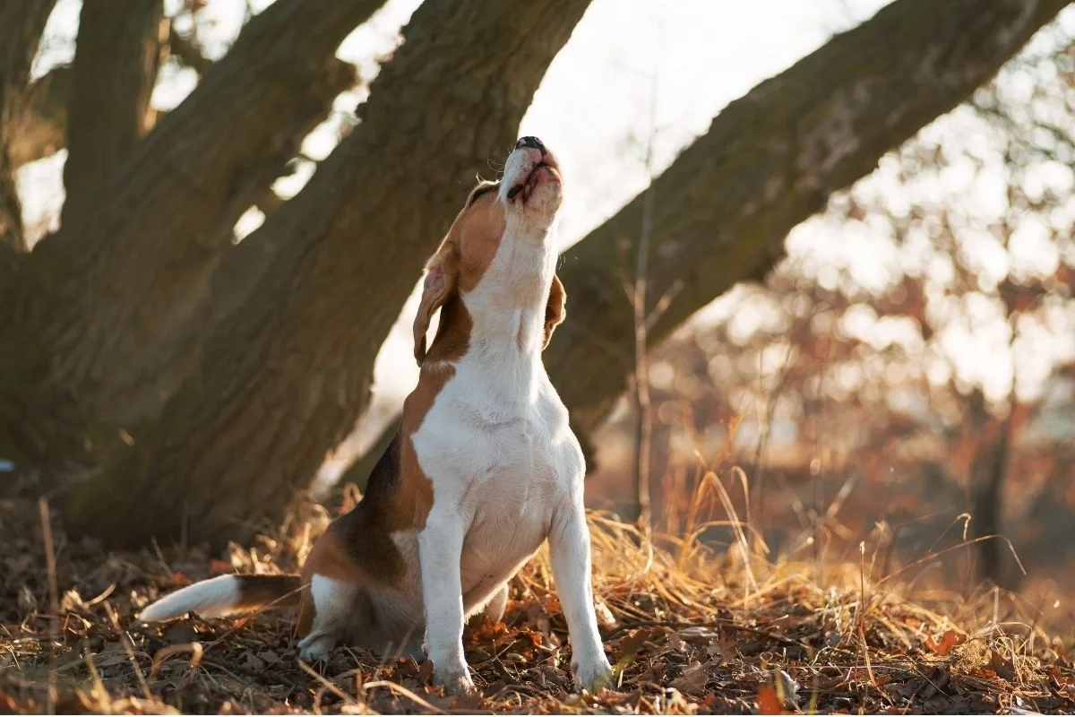 Tri-color beagle sitting under a tree in fall leaves and howling with its head tilted up