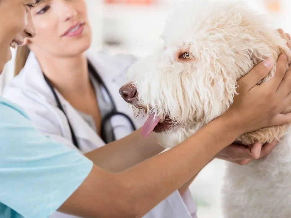 White doodle dog receiving a veterinary health examination from two veterinary professionals
