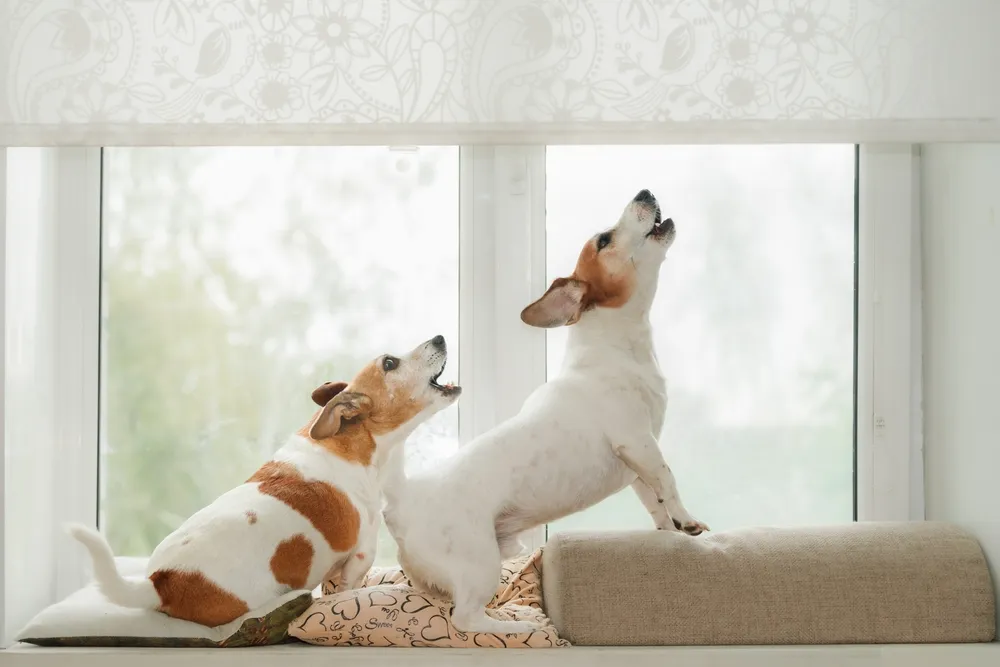 Two small dogs sit on a window seat looking upward and barking near a bright window inside a home.