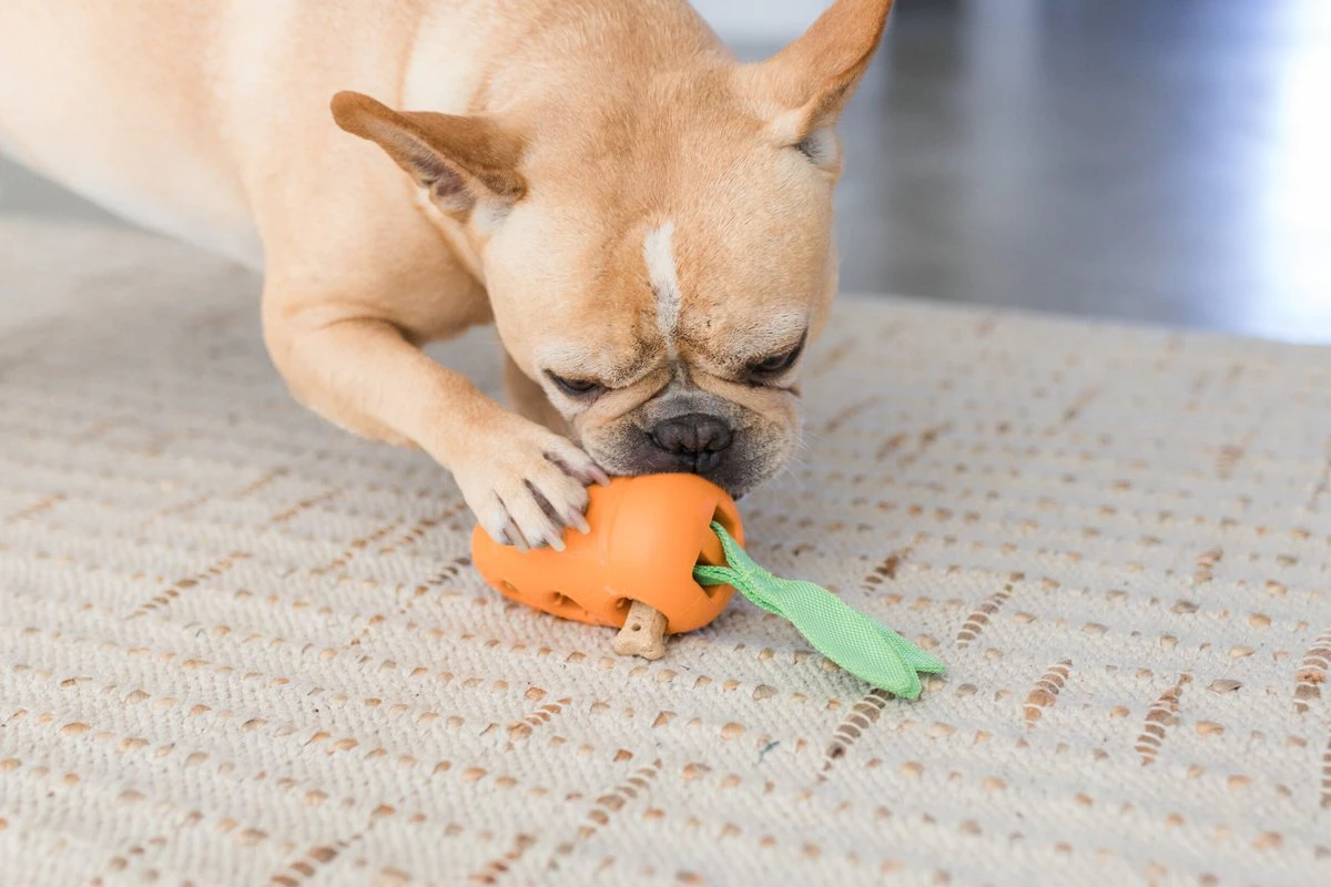 carrot.chew.toy.webp
