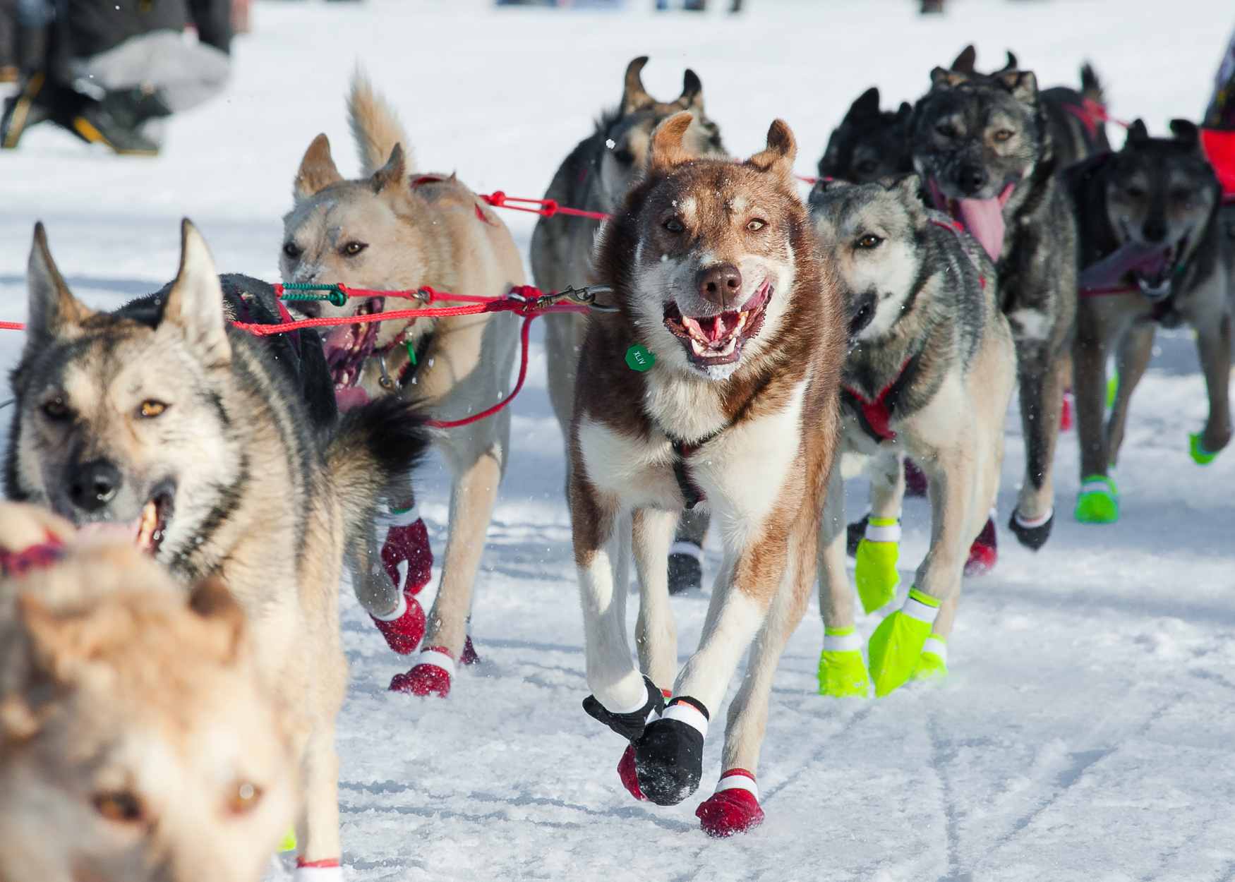 a sled dog team racing