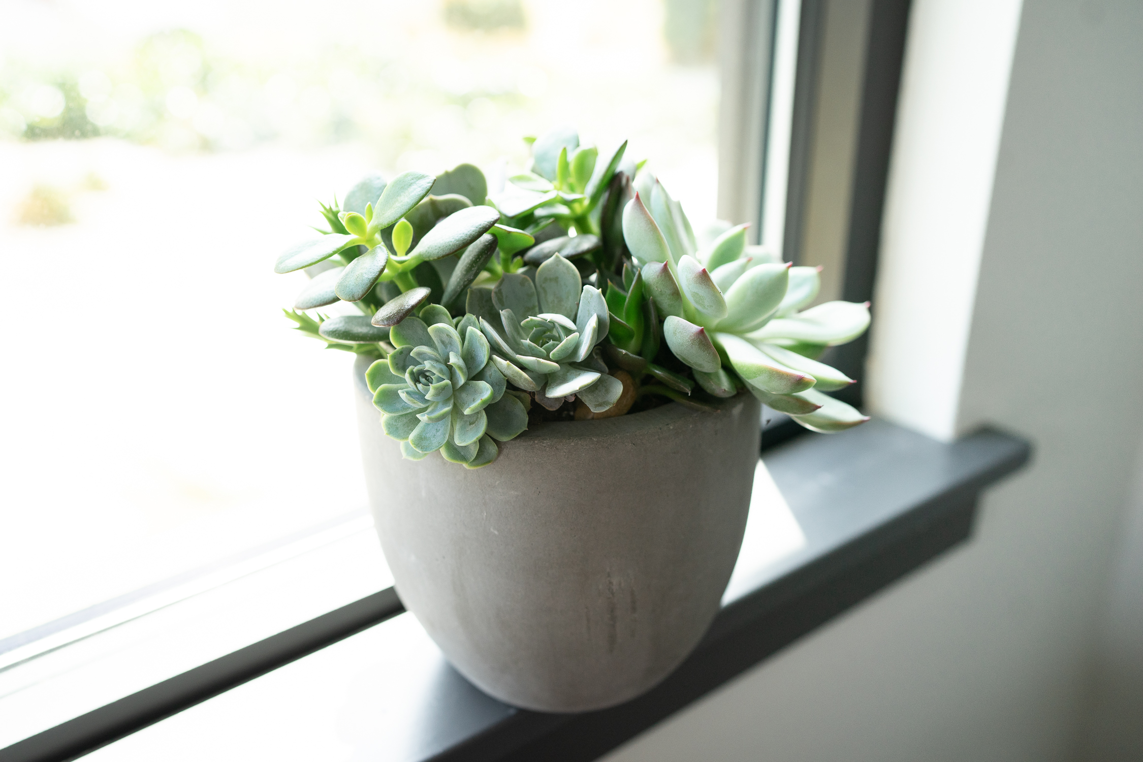 Succulent Care Tips