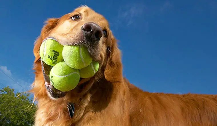 Augie-Tennis-Balls-Dog_tcm25-557868.webp