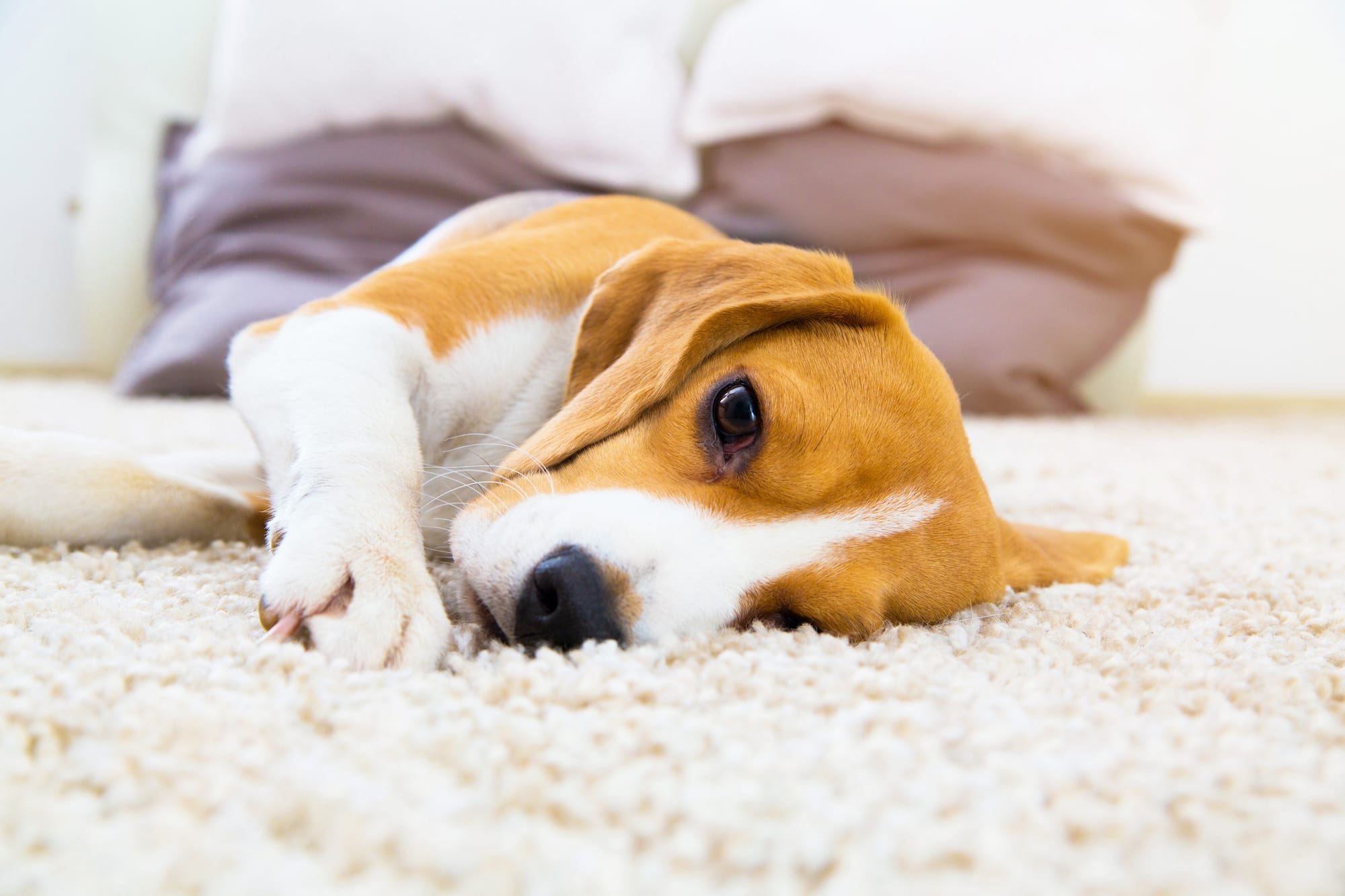 Dog vomiting shop after food change